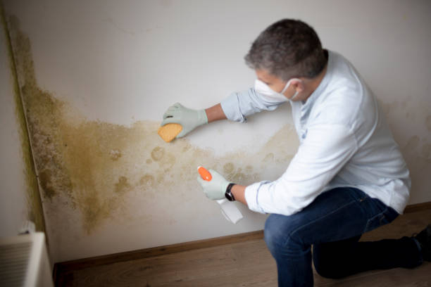 Environmental Consulting for Mold Prevention in Christiansburg, VA